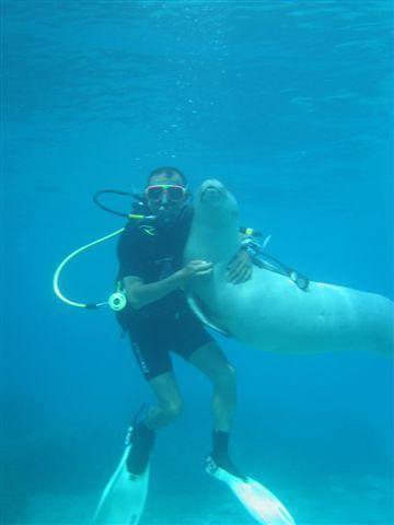 erman dive